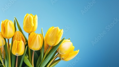 Yellow tulips on a blue background. Postcard or wallpaper for International Women s Day  Mother s Day  Easter