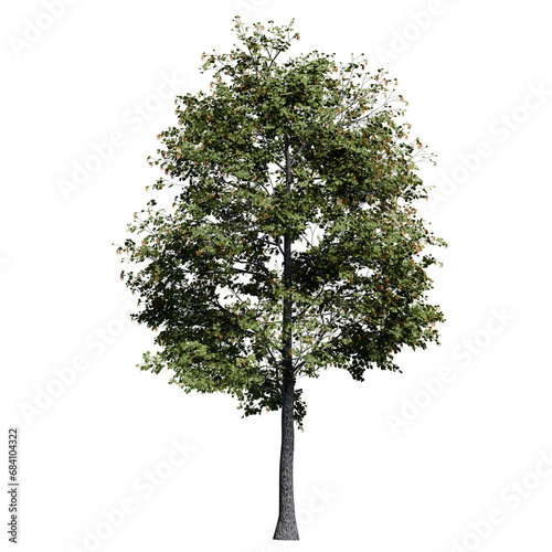 Mature Black Alder tree with flowers Front View