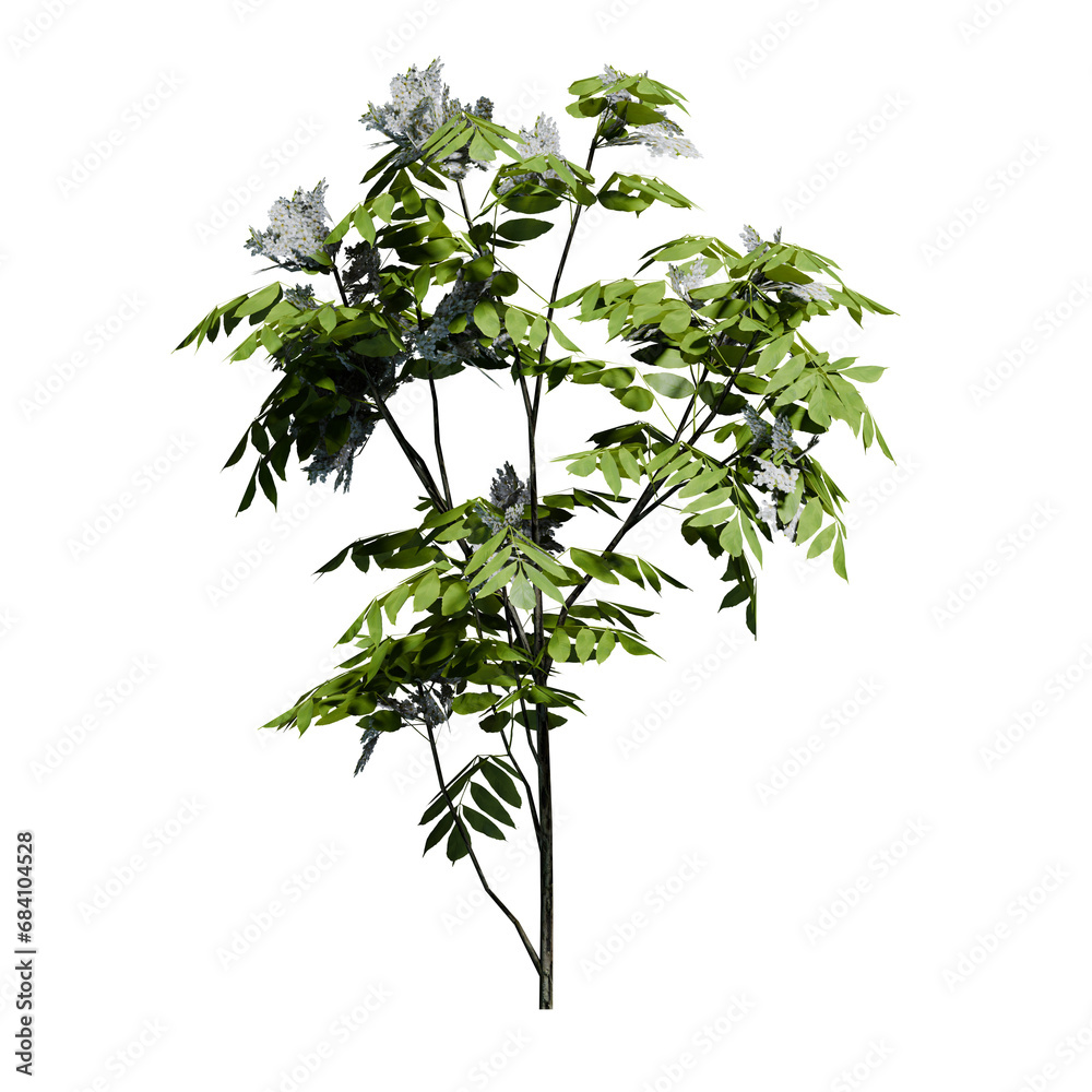 Obraz premium European Ash Plant Sapling with flowers Front View