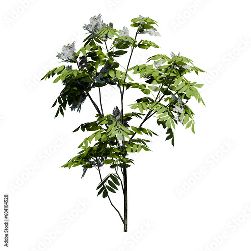 European Ash Plant Sapling with flowers Front View