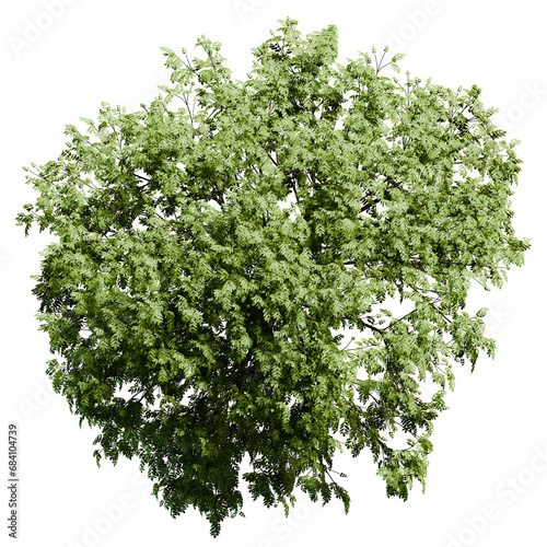 Young European Ash tree with flowers Top View