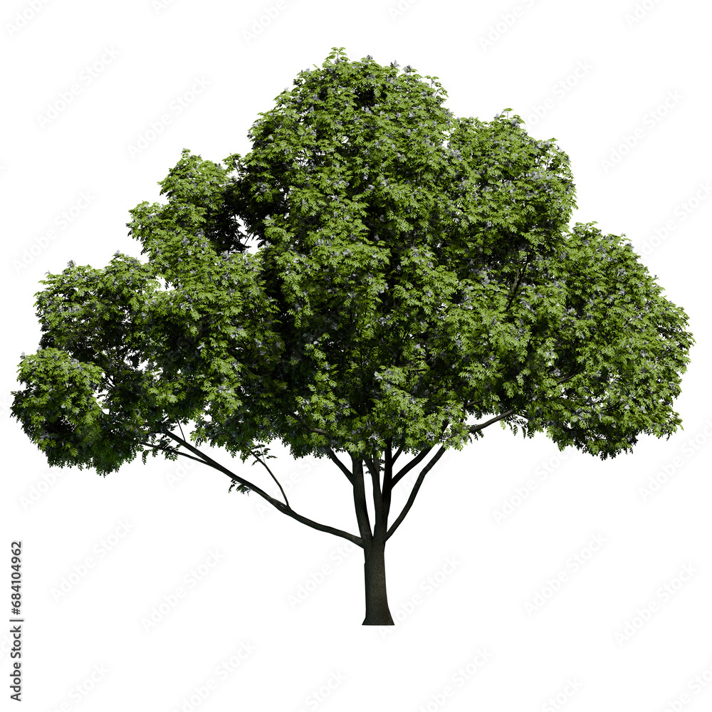 Fototapeta premium Mature European Ash tree with flowers Front View