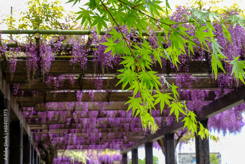 鳥羽水質保全センターの日本楓の若葉と藤の花