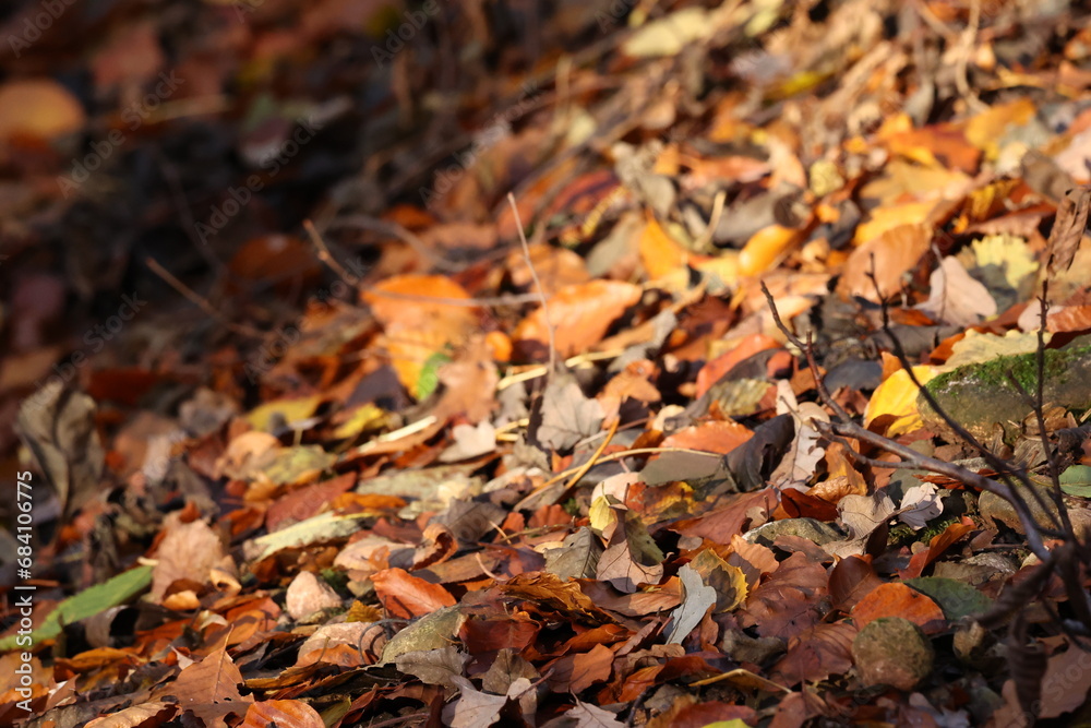 Background of autumn leaves on the ground. Autumn concept.