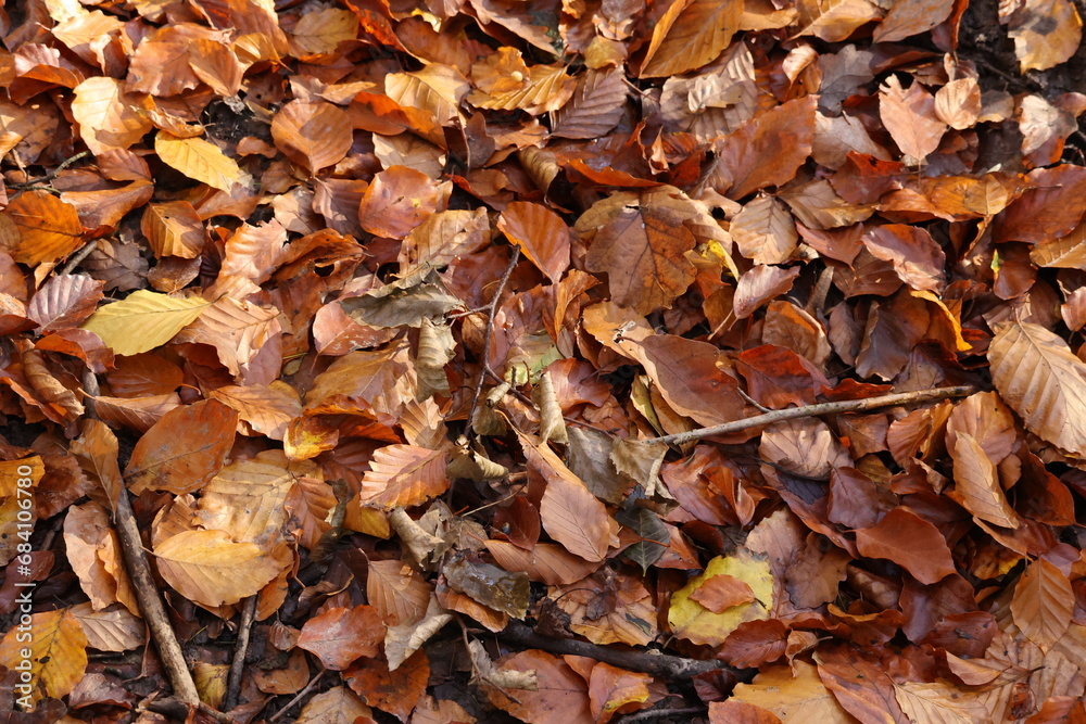 Background of autumn leaves on the ground. Autumn concept. Background of autumn leaves on the ground. Autumn concept.