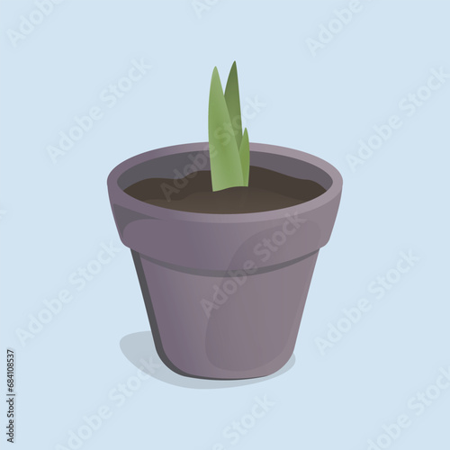 tulip sprout in a pot