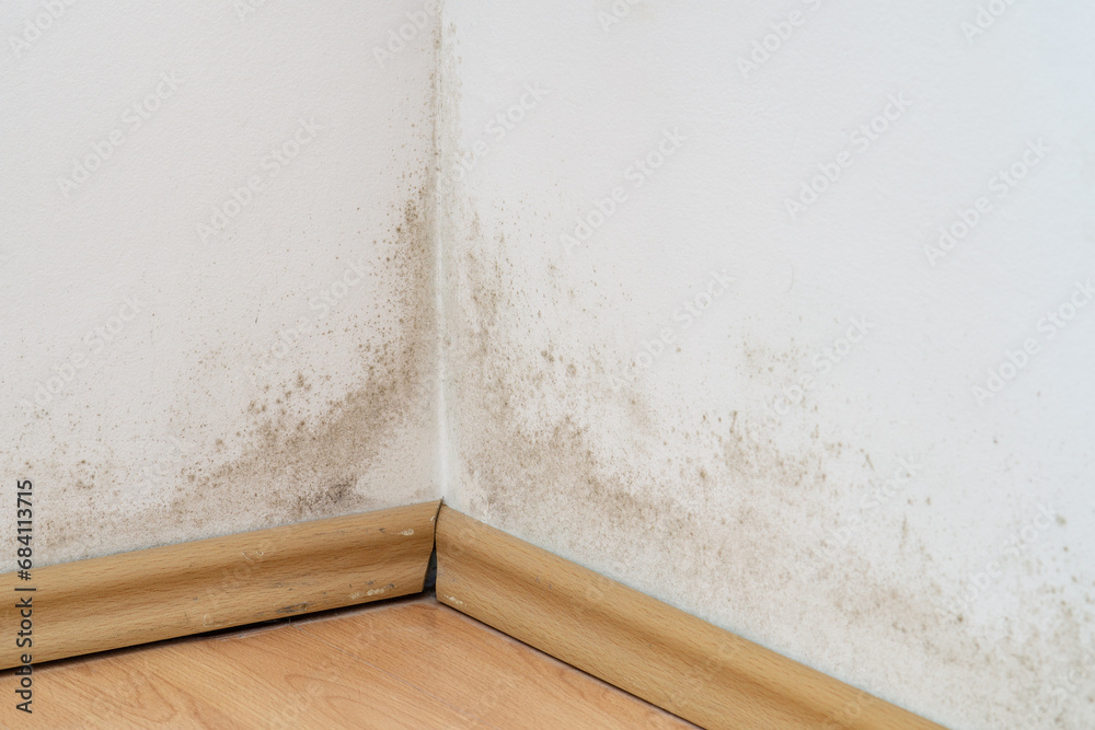 Mold on a wall above the laminate flooring, black and green fungus on white wall 