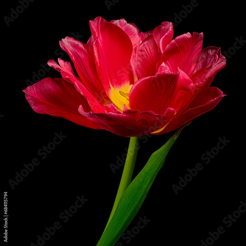 Red blooming tulip with green stem and leaf isolated on black background. Studio close-up shot.