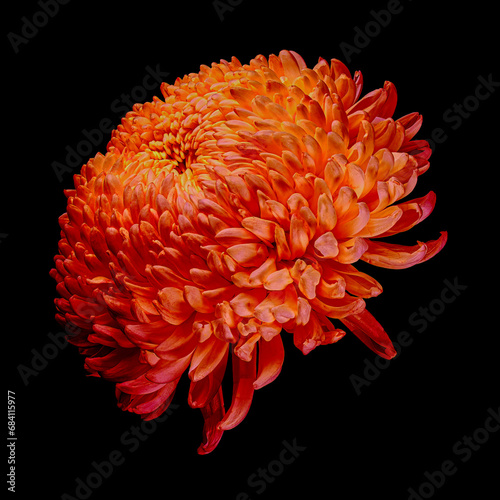 Red-orange chrysanthemum flower isolated on black background. Studio close-up shot.