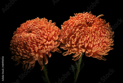 Two red-orange chrysanthemum flowers with green stem and leaves isolated on black background. Studio close-up shot.