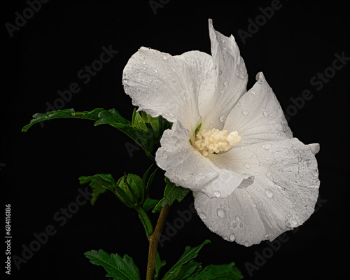 Beautiful white blooming hibiscus with water drops isolated on black background. Close-up studio shot.