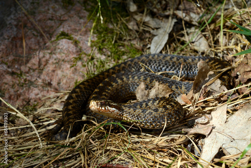 Kreuzotter // Common Adder (Vipera berus) Reptil des Jahres 2024