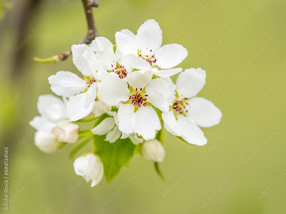 White blossoming apple trees. White apple tree flowers