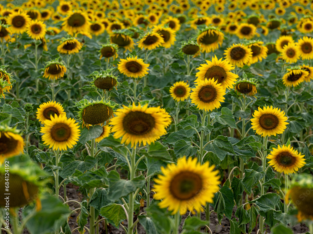Field of Sunflowers in Summer Field of Sunflowers in Summer