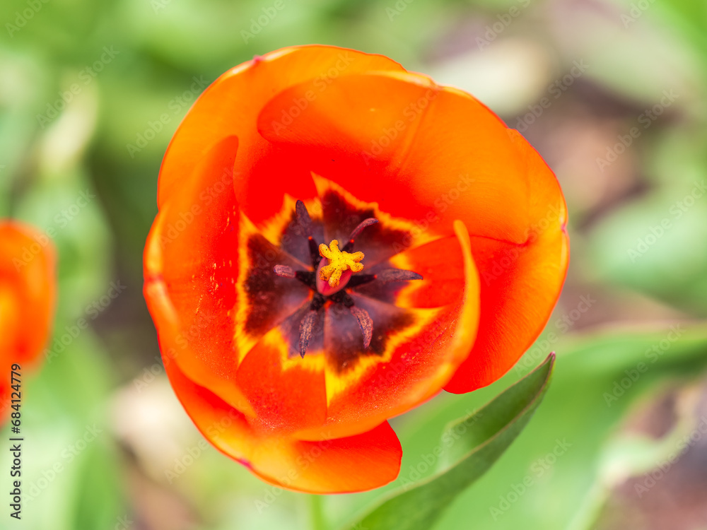 Colorful red tulips blossom in spring garden Colorful red tulips blossom in spring garden