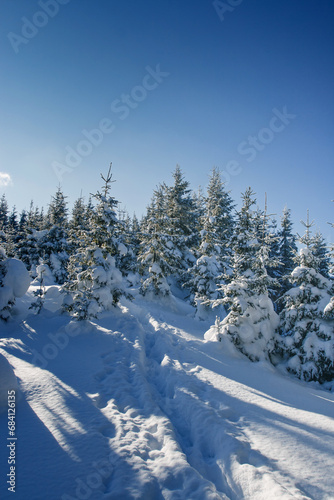Winter trees © Leonid Tit