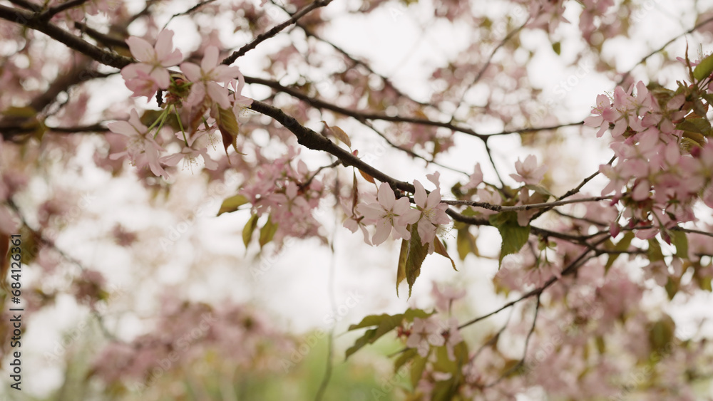 Photo of cherry blossom in spring closeup shot