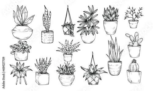 decorative plants handdrawn illustration engraving