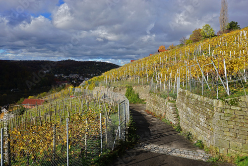 Weinberge am Degerlocher Scharrenberg bei Stuttgart, Baden Württemberg; Deutschland photo