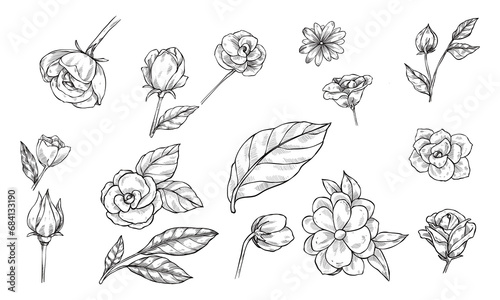 roses flower handdrawn collection engraving