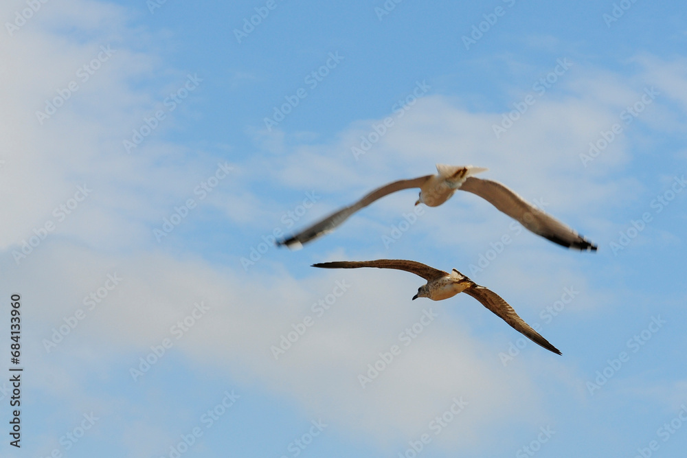 Fototapeta premium seagull in flight