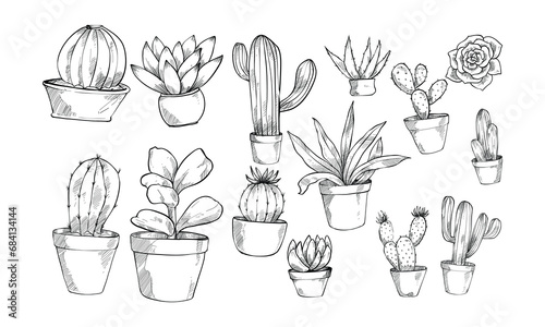 succulent plant handdrawn collection engraving
