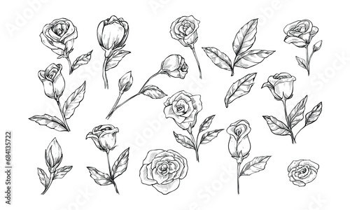 roses flower handdrawn collection engraving