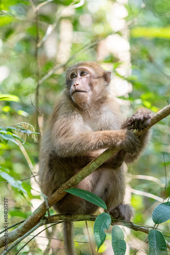 monkey in the forest of thailand,macaca fascicularis