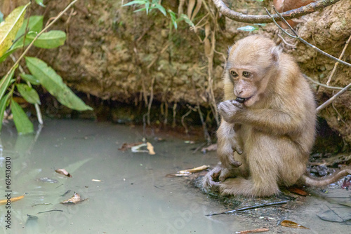 monkey in the forest at ayutthaya province, Thailand. photo