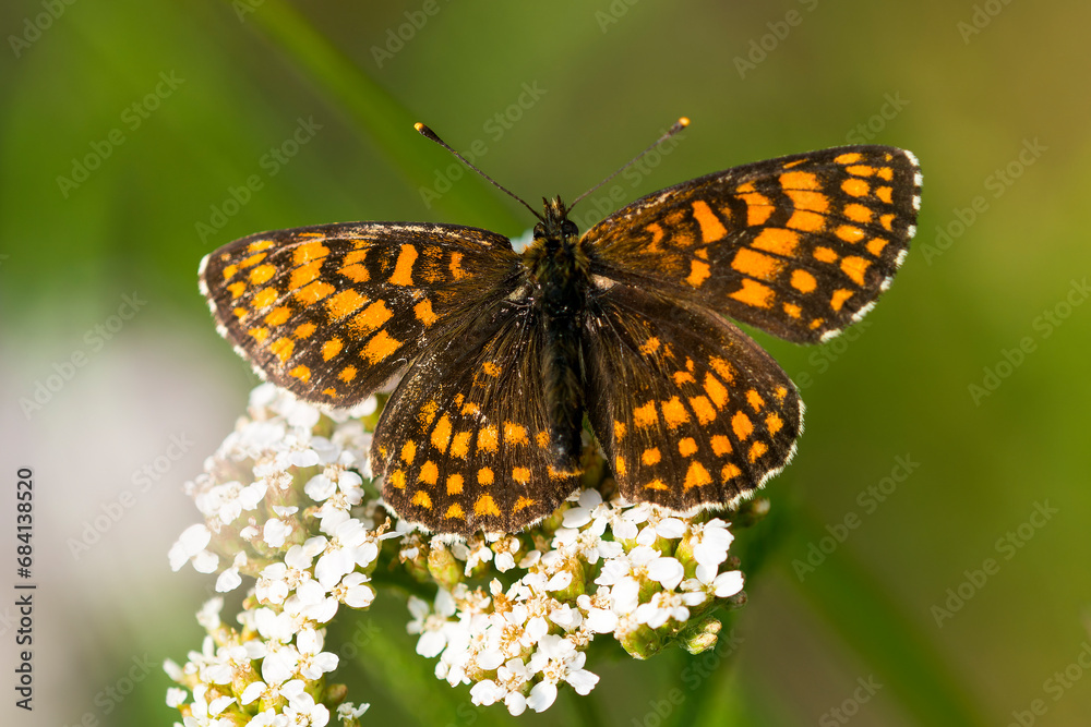 Wachtelweizen-Scheckenfalter (Melitaea athalia) Wachtelweizen-Scheckenfalter (Melitaea athalia)
