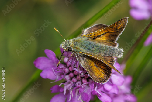 Schwarzkolbiger Braun-Dickkopffalter (Thymelicus lineola) photo