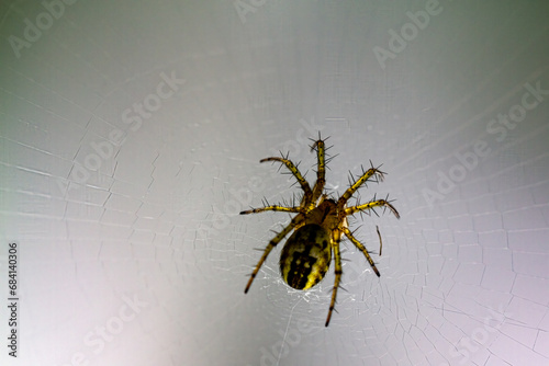 Close-up of a little  spider (aranea) in its cobweb photo