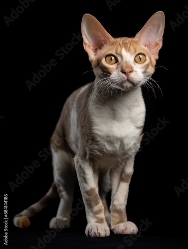 Devon Rex Cat Studio Shot Isolated on Clear Background