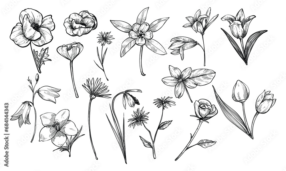 flowers herb botanical handdrawn collection flowers herb botanical handdrawn collection