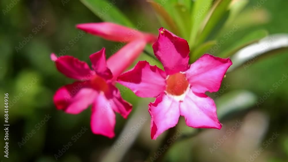 Pink Bignonia or Desert Rose flowers is blooming in the wind and sunlight in garden on bokeh natural background Pink Bignonia or Desert Rose flowers is blooming in the wind and sunlight in garden on bokeh natural background