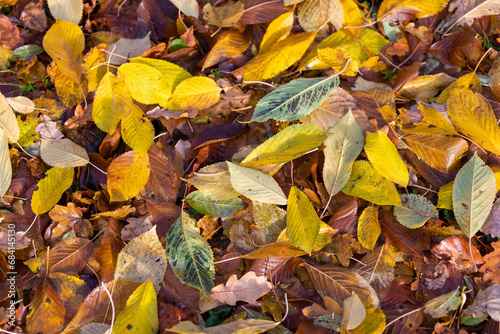 Bl  tter in vielen Farben von oben gesehen im Herbst