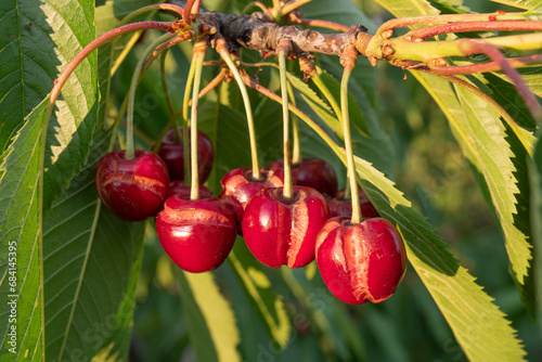 Φωτογραφία Branch with rotten cracked red cherries into the frame.