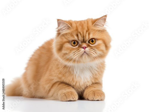 Exotic Shorthair Cat Studio Shot Isolated on Clear Background