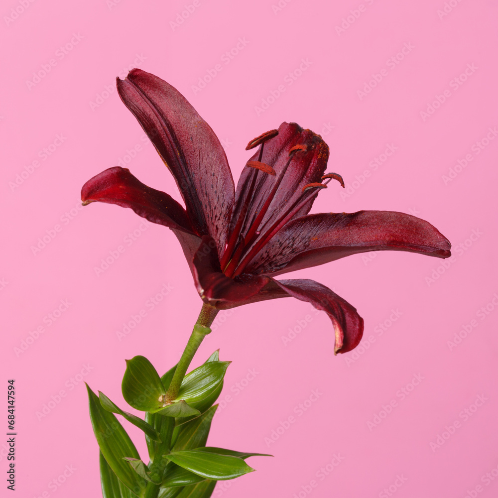 Dark burgundy lily flower isolated on pink background.