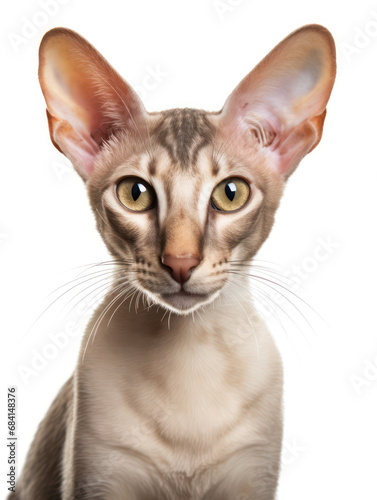 Oriental Shorthair Cat Studio Shot Isolated on Clear Background