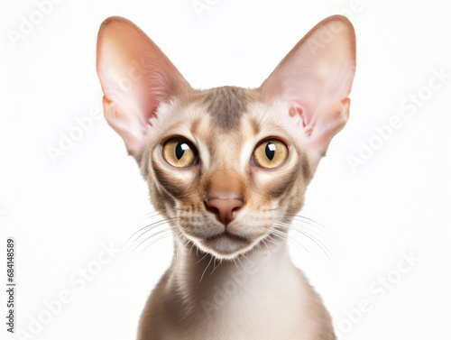 Oriental Shorthair Cat Studio Shot Isolated on Clear Background © Vig