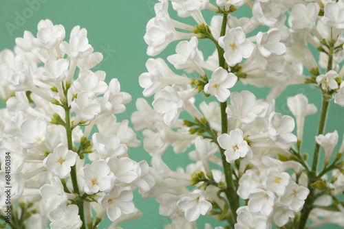 Bunch of lilac white color isolated on green background.