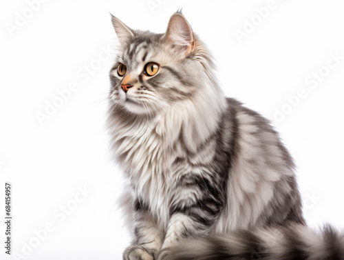 Siberian Cat Studio Shot Isolated on Clear Background