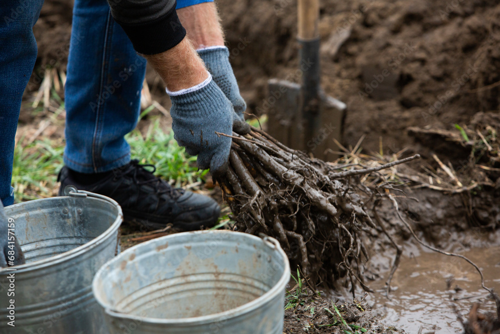 custom made wallpaper toronto digitalSmall saplings of trees that are prepared for planting a forest.