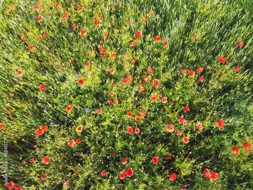 Red poppies on a wheat field on a sunny day, aerial view. Background.