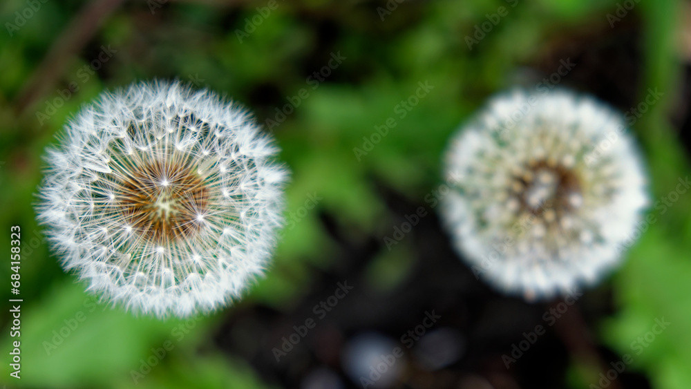 The photo showcases two dandelion seed heads with a backdrop of green foliage. The photo showcases two dandelion seed heads with a backdrop of green foliage.
