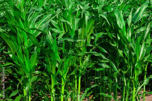 The image shows a close-up of a corn field with the leaves of the plants visible.