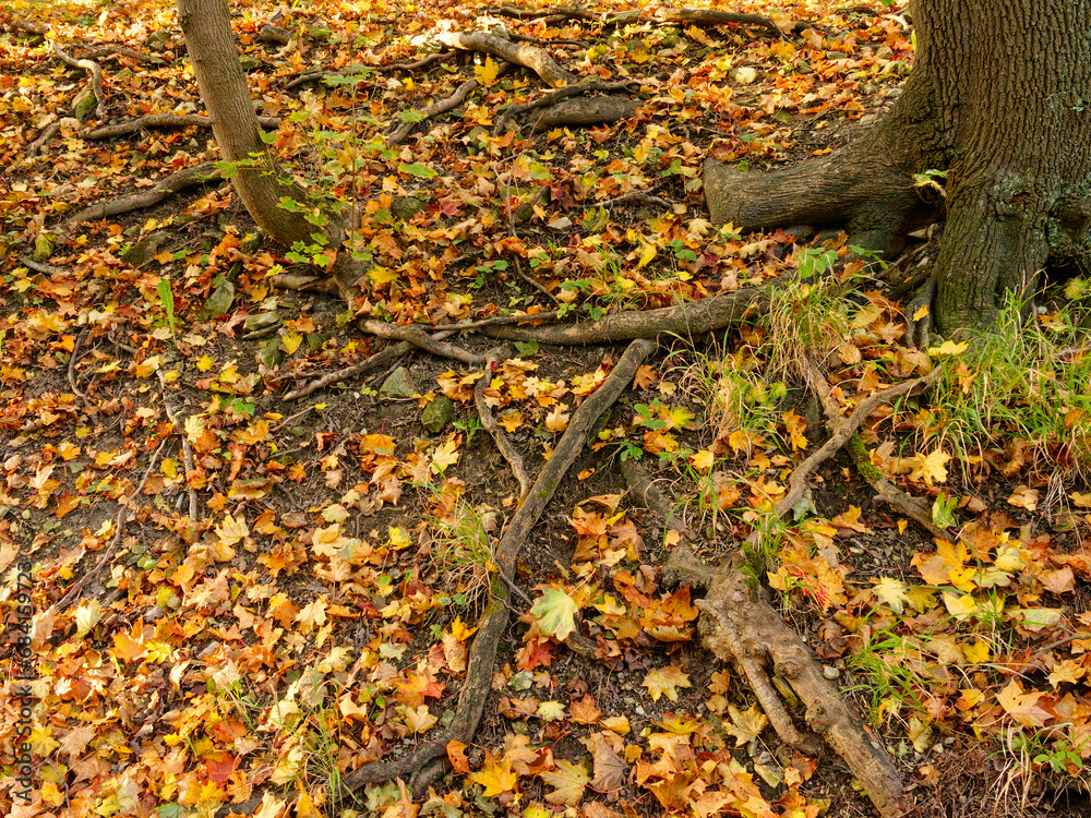 A forest floor covered in fallen leaves with two trees and visible root systems.