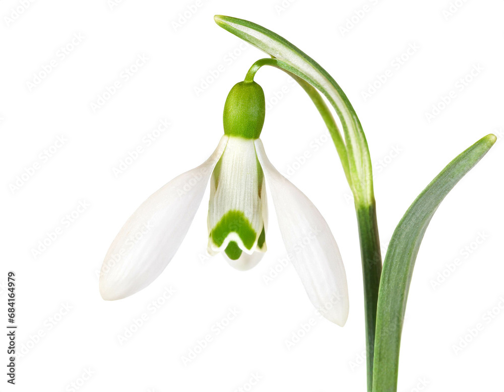 Snowdrop isolated on white background, cutout Snowdrop isolated on white background, cutout