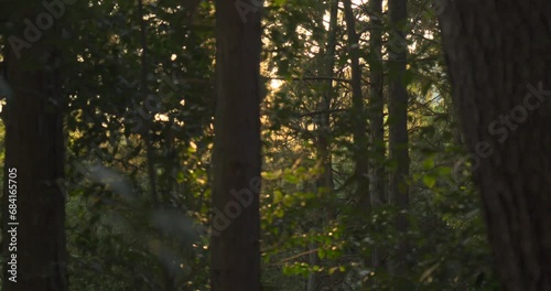 木漏れ日（秋）